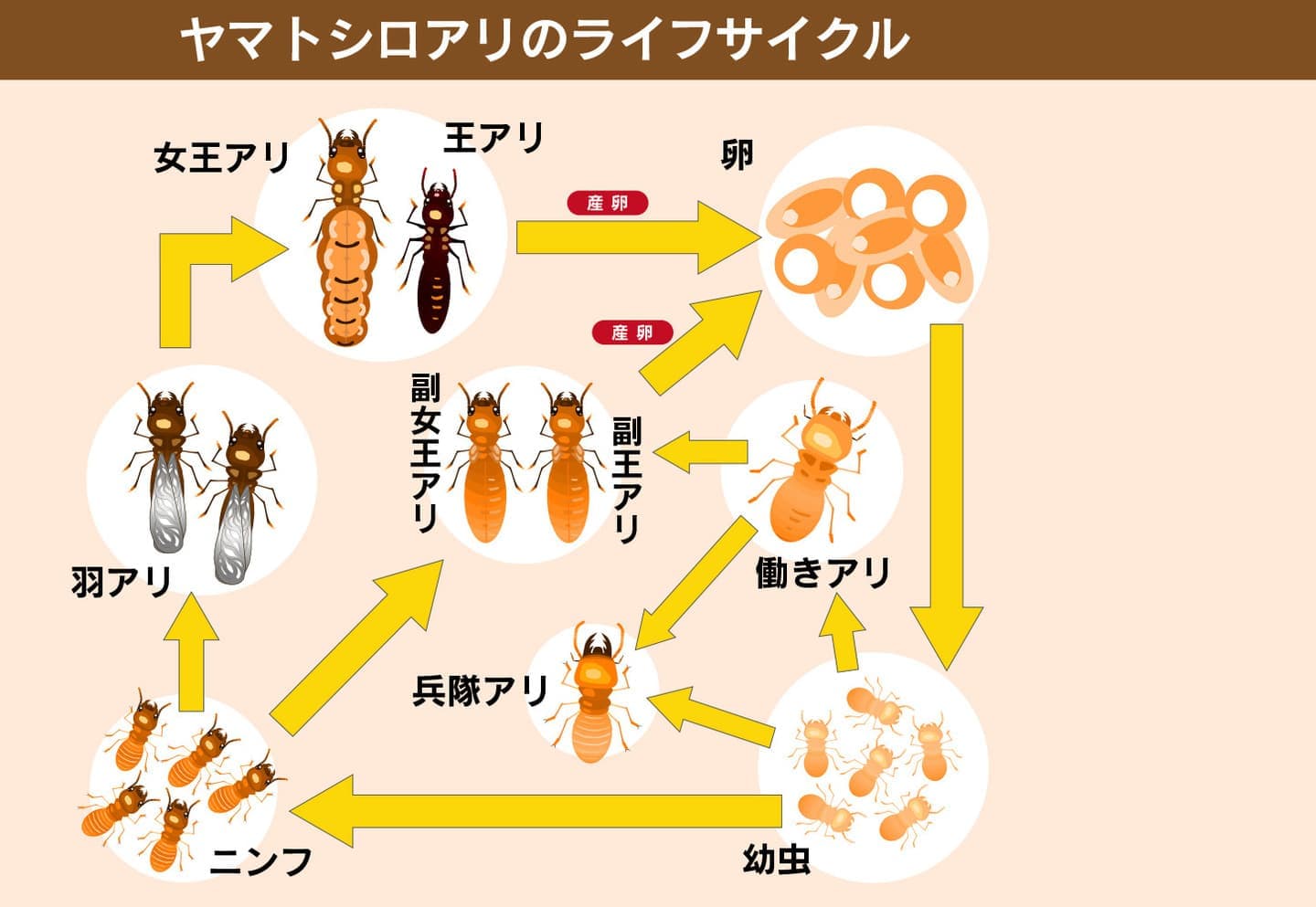 ヤマトシロアリのライフサイクル